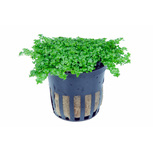 Hemianthus callitrichoides 'Cuba' en pot