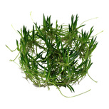 Littorella uniflora in vitro