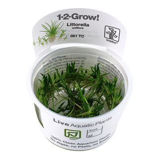 Littorella uniflora 1-2-Grow !