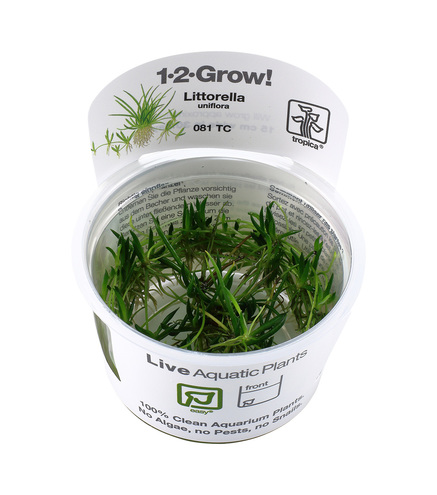 Littorella uniflora 1-2-Grow !
