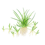 Littorella uniflora in vitro