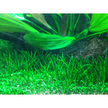 Littorella uniflora in vitro