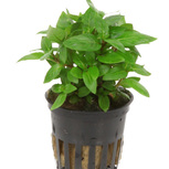 Staurogyne repens en pot