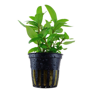 Staurogyne repens en pot