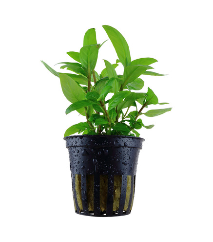 Staurogyne repens en pot