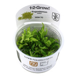Pogostemon Helferi in vitro