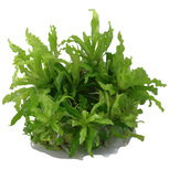 Pogostemon Helferi in vitro