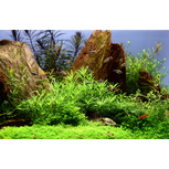 Pogostemon Helferi in vitro