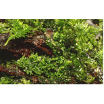 Riccardia chamedryfolia en portion