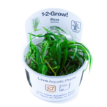 LOT Blyxa japonica in vitro par 3