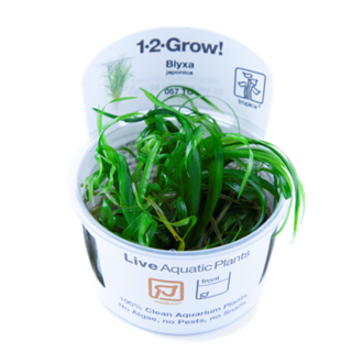 LOT Blyxa japonica in vitro par 3