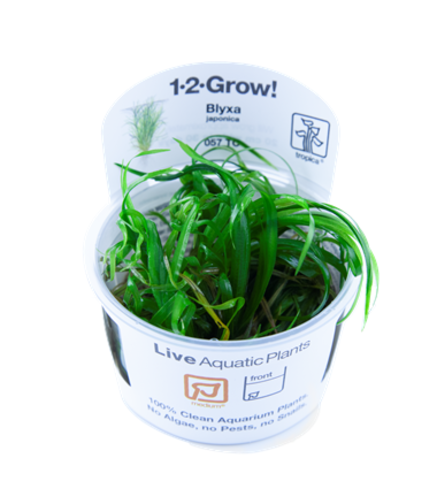 Blyxa japonica 1-2-Grow! par 3