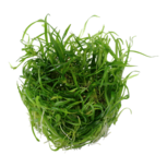 Helanthium tenellum "Green" in vitro