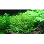 Blyxa japonica 1-2-Grow! par 3