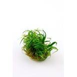 LOT Blyxa japonica in vitro par 3