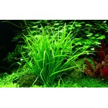Helanthium tenellum "Green" in vitro
