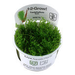 Taxiphyllum ‘Spiky’ in vitro Mousse