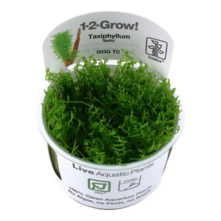 Taxiphyllum ‘Spiky’ in vitro Mousse