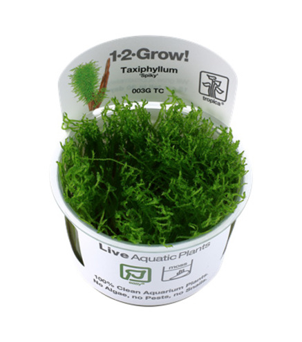 Taxiphyllum ‘Spiky’ 1-2-Grow ! Mousse