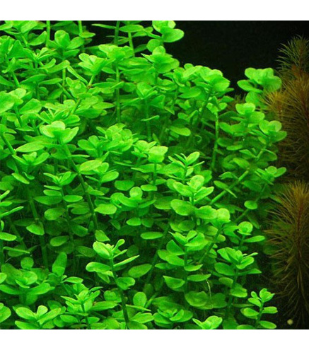 Bacopa Monnieri - Laboratorium 313