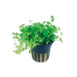 Bacopa australis en pot