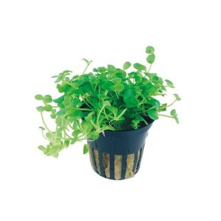 Bacopa australis en pot