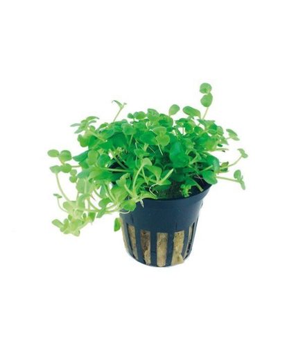 Bacopa australis en pot