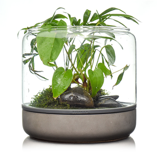 SANCTUARY M TEMPERATE Concrete - Terrarium ouvert béton BOTANICA