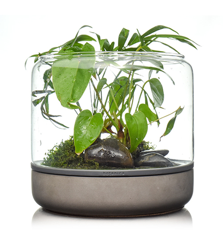 SANCTUARY M TEMPERATE Concrete - Terrarium ouvert béton BOTANICA