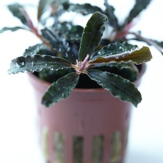 Bucephalandra 'Kedagang' en pot