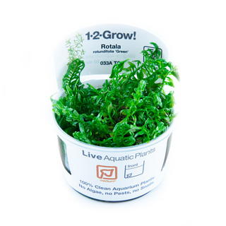 Rotala rotundifolia 'Green' 1-2-Grow !