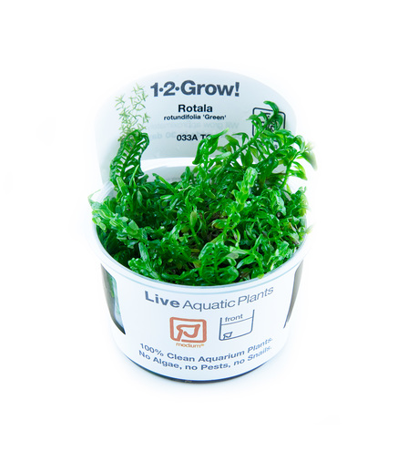 Rotala rotundifolia 'Green' 1-2-Grow !