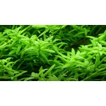 Rotala rotundifolia 'Green' in vitro
