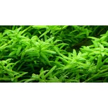 Rotala rotundifolia 'Green' 1-2-Grow !