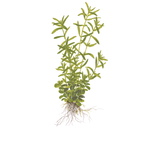 Rotala rotundifolia 'Green' 1-2-Grow !
