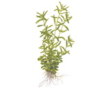 Rotala rotundifolia 'Green' in vitro