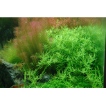 Rotala rotundifolia 'Green' in vitro