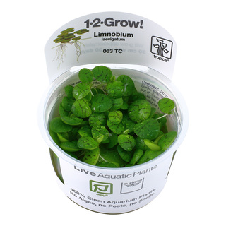 Limnobium laevigatum 1-2-Grow!