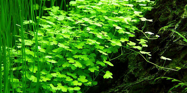 Hydrocotyle Japan Plante D Aquarium In Vitro Laboratorium 313