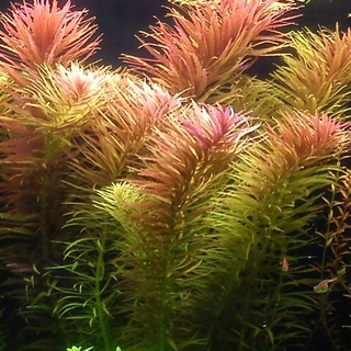 Limnophila Aromatica - Laboratorium 313