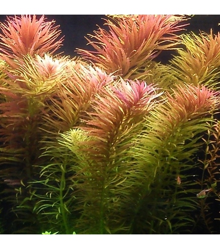 Limnophila Aromatica - Laboratorium 313