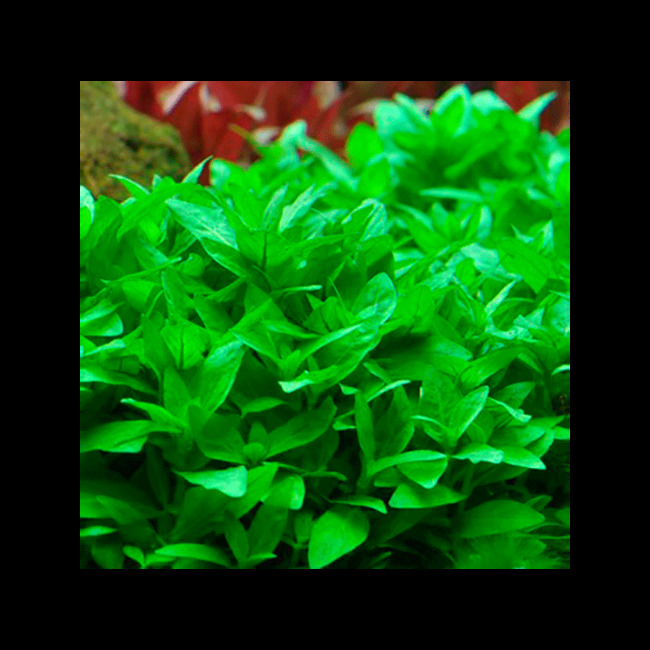 Staurogyne Repens Plante D Aquarium In Vitro Laboratorium 313