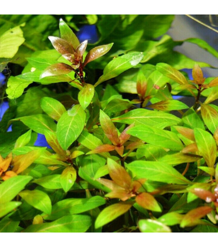 Ludwigia Repens in vitro - Laboratorium 313