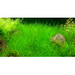 Eleocharis Parvula - Laboratorium 313