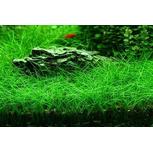 Eleocharis Parvula - Laboratorium 313