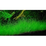 Eleocharis Parvula - Laboratorium 313