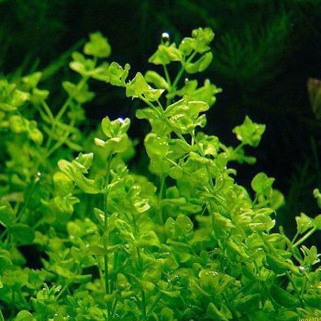 Bacopa Australis. Plante d'aquarium in vitro Laboratorium 313