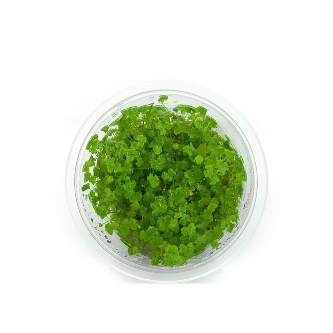 Hydrocotyle Japan Plante D Aquarium In Vitro Laboratorium 313