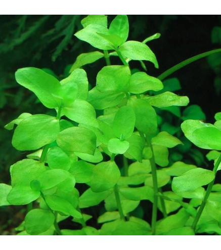 Bacopa Australis - Laboratorium 313