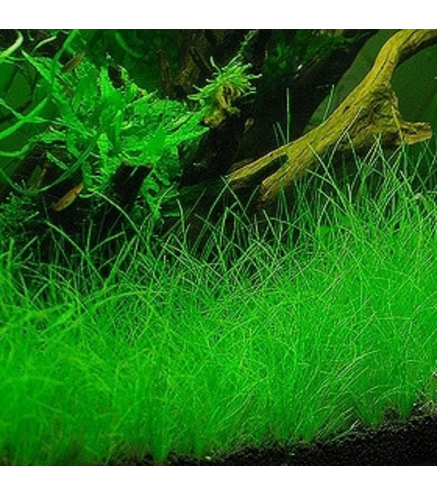 Eleocharis Parvula - Laboratorium 313